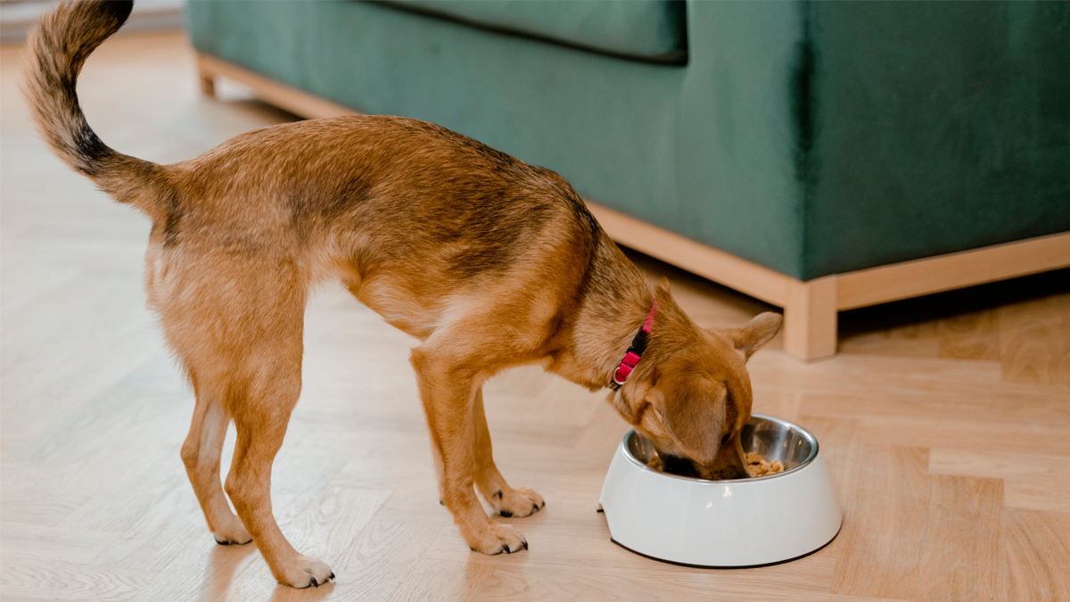 La sobrealimentación de las mascotas es un problema doble. No solo afecta la salud de perros y gatos, sino que incrementa innecesariamente las emisiones asociadas a su dieta. La sobrealimentación de las mascotas es un problema doble. No solo afecta la salud de perros y gatos, sino que incrementa innecesariamente las emisiones asociadas a su dieta.