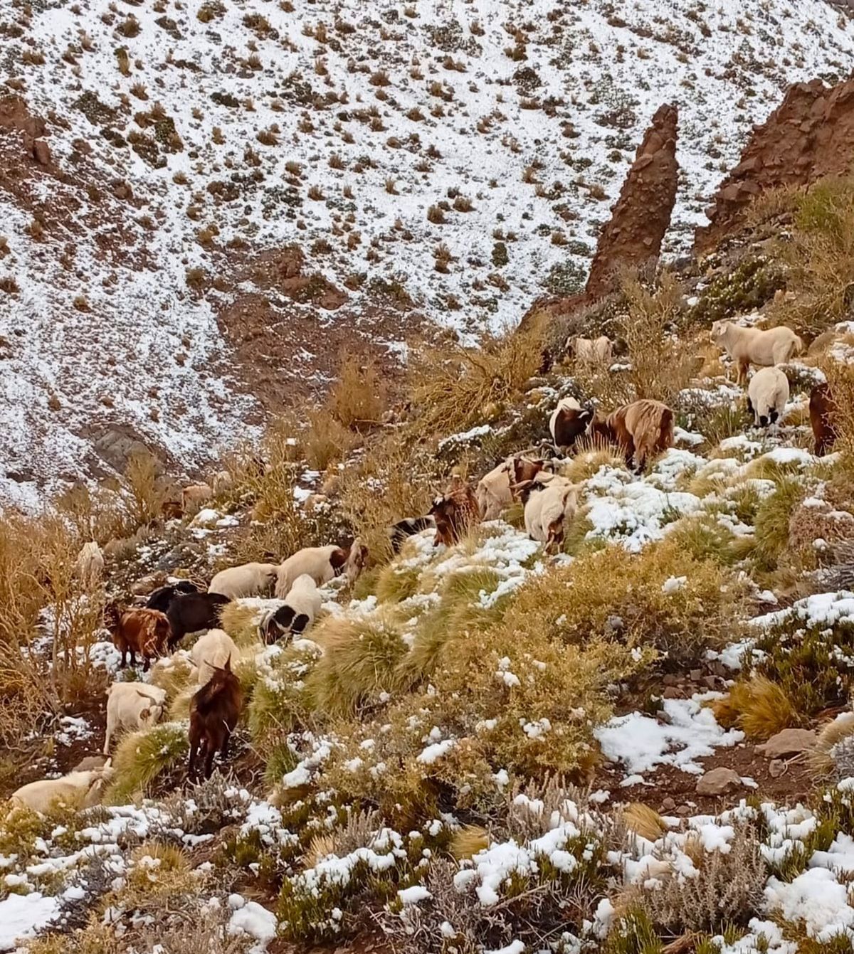 El clima riguroso, algo que deben soportar los cuidadores por el bienestar de los animales. El clima riguroso, algo que deben soportar los cuidadores por el bienestar de los animales.