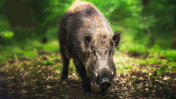 Un nuevo descubrimiento señala al jabalí como un animal peligroso para el ser humano