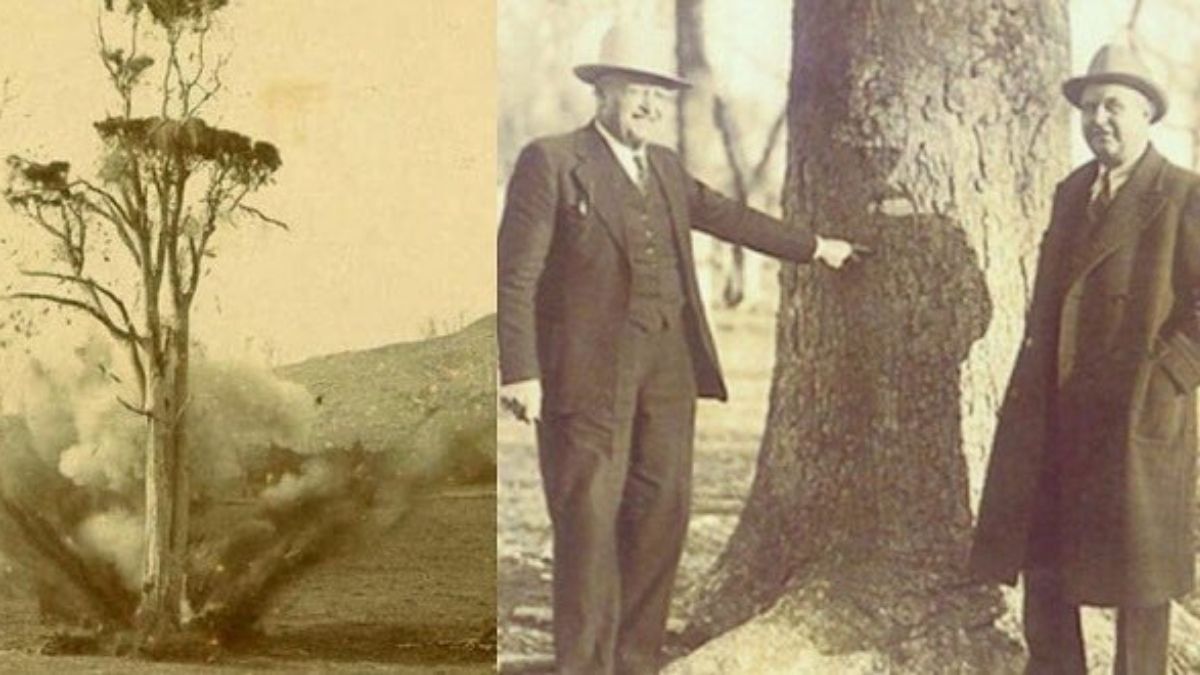 La bala quedó alojada en un árbol durante 20 años. La bala quedó alojada en un árbol durante 20 años.
