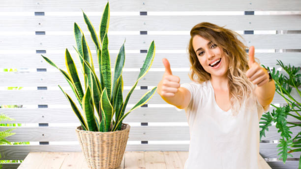 Si tienes una lengua de suegra o sansevieria, ponle este abono casero. Si tienes una lengua de suegra o sansevieria, ponle este abono casero.