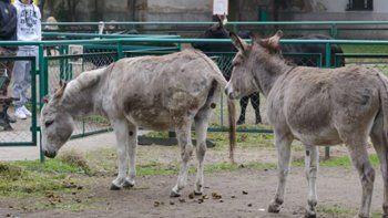 El amor vuelve a unir a una pareja de burros separada por un escándalo