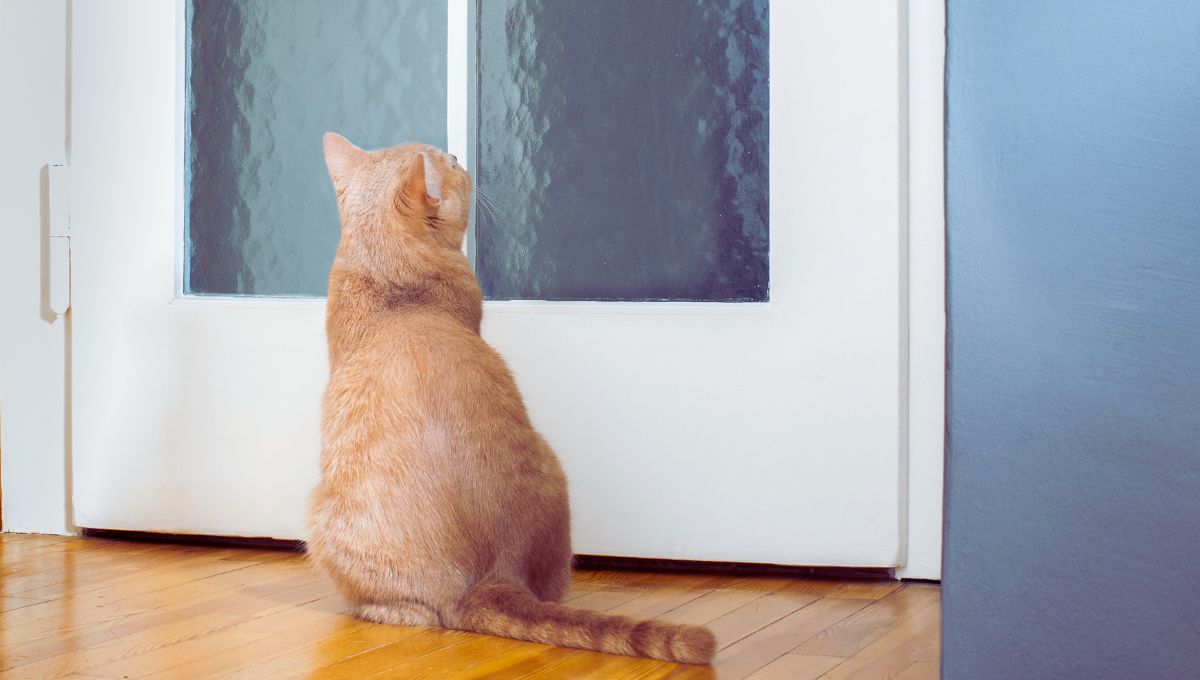 ¿Por qué los gatos odian las puertas cerradas, según la ciencia?