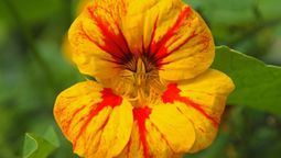 Esta planta tiene flores de colores llamativos, amarillo, naranja, rojo e incluso algunas tienen pétalos combinados. Imagen: Hogarmania. Esta planta tiene flores de colores llamativos, amarillo, naranja, rojo e incluso algunas tienen pétalos combinados. Imagen: Hogarmania.