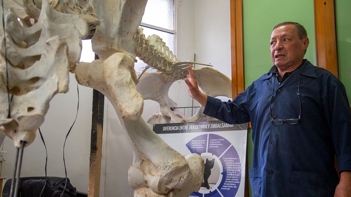 Vista parcial del proceso de reconstrucción del último rinoceronte del Zoo de Mendoza.
