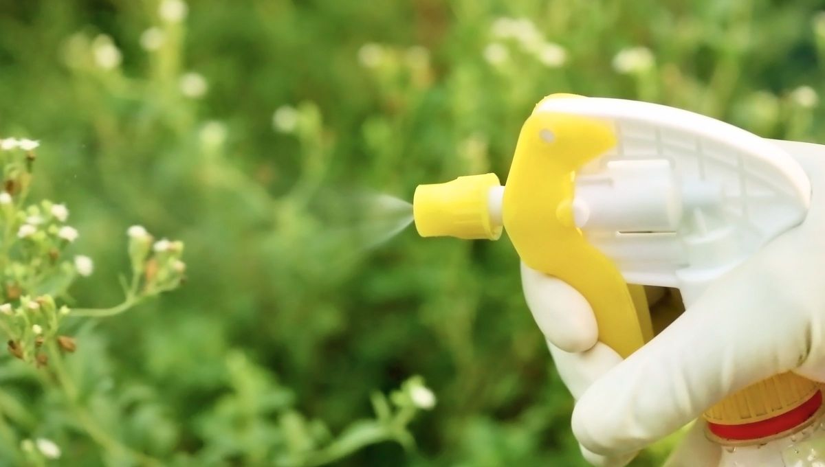 Existen remedios caseros para eliminar las hormigas del jazmín, tal como la salvia, la albahaca, la manzanilla, las cebollas, el ajo y el vinagre, son productos naturales que pueden ayudar a eliminar las plagas y a ahuyentar a los insectos en general. Existen remedios caseros para eliminar las hormigas del jazmín, tal como la salvia, la albahaca, la manzanilla, las cebollas, el ajo y el vinagre, son productos naturales que pueden ayudar a eliminar las plagas y a ahuyentar a los insectos en general.