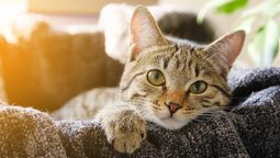 Respira hondo al saber cuánto tiempo tarda un gato en olvidar a su dueño.
