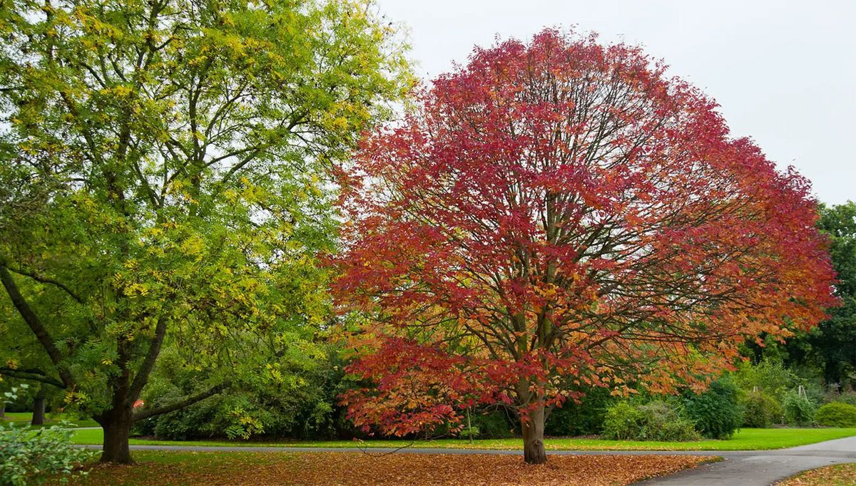 Árboles: Fresno Americano. Árboles: Fresno Americano.