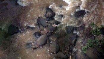 Seis elefantes murieron al caer por una catarata