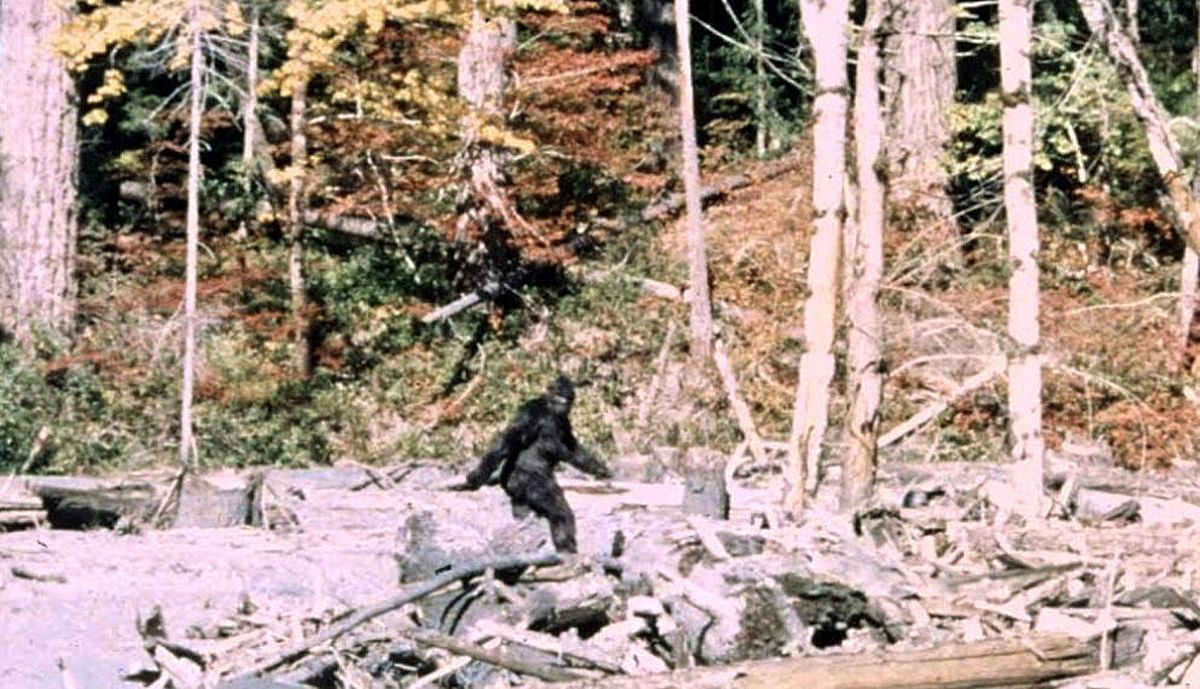 Imagen de la película de los cineastas Roger Pattersony y Robert "Bob" Gimlin, conocida como la "Película Patterson-Gimlin" sobre "Bigfoot". Crédito: Wikipedia. Imagen de la película de los cineastas Roger Pattersony y Robert "Bob" Gimlin, conocida como la "Película Patterson-Gimlin" sobre "Bigfoot". Crédito: Wikipedia.