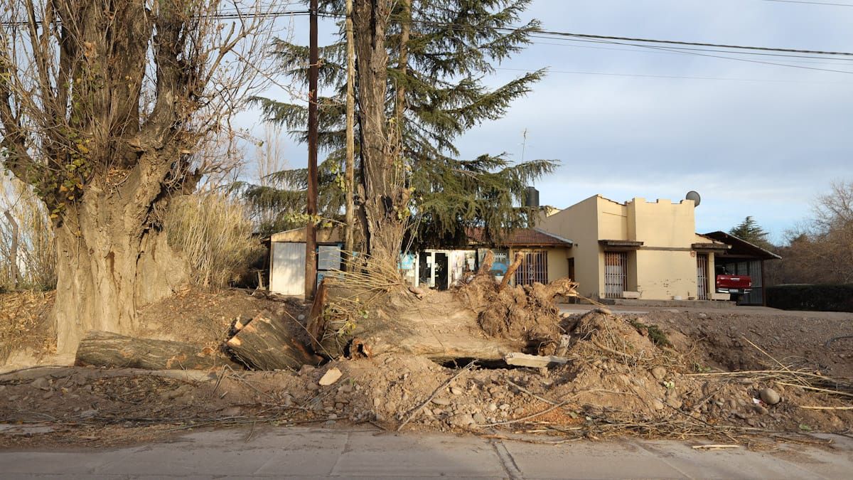 En la calle Guardia Vieja se cayeron 17 árboles, casi el 10% de los que derribó el último zonda en todo el departamento de Luján de Cuyo.