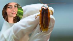 La cucaracha tuvo que ser extraída en dos partes. La cucaracha tuvo que ser extraída en dos partes.