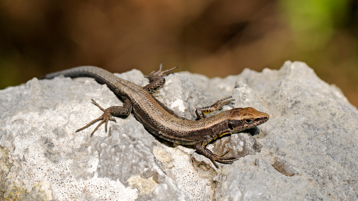 ¿Qué significa si aparece una lagartija en tu jardín?