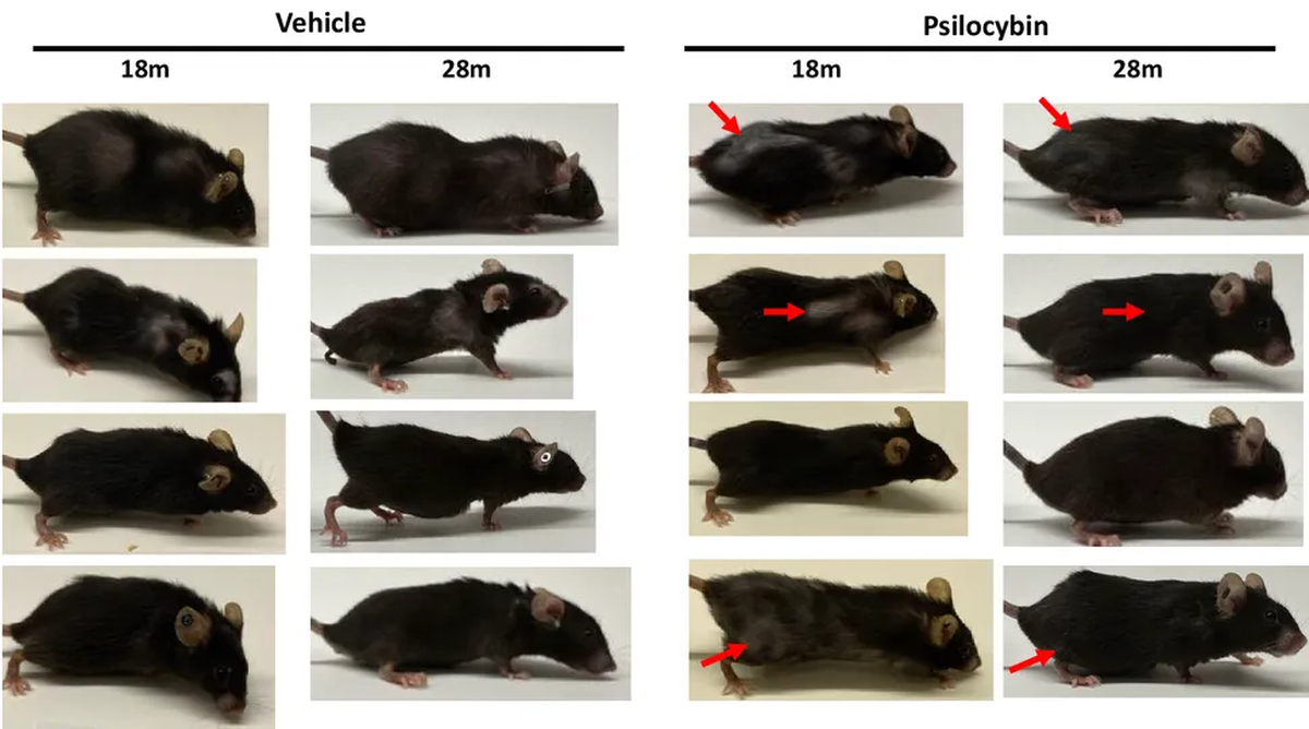 Los científicos consiguieron rejuvenecer ratones de manera fantástica. Los científicos consiguieron rejuvenecer ratones de manera fantástica.