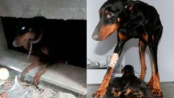 Los rescatistas consiguieron llegar al sótano donde Sila estaba atrapada, y vieron que había dado a luz a tres cachorros.