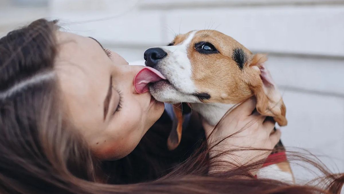 Atentos Porque Esto Significa Que Tu Perro Te Lama