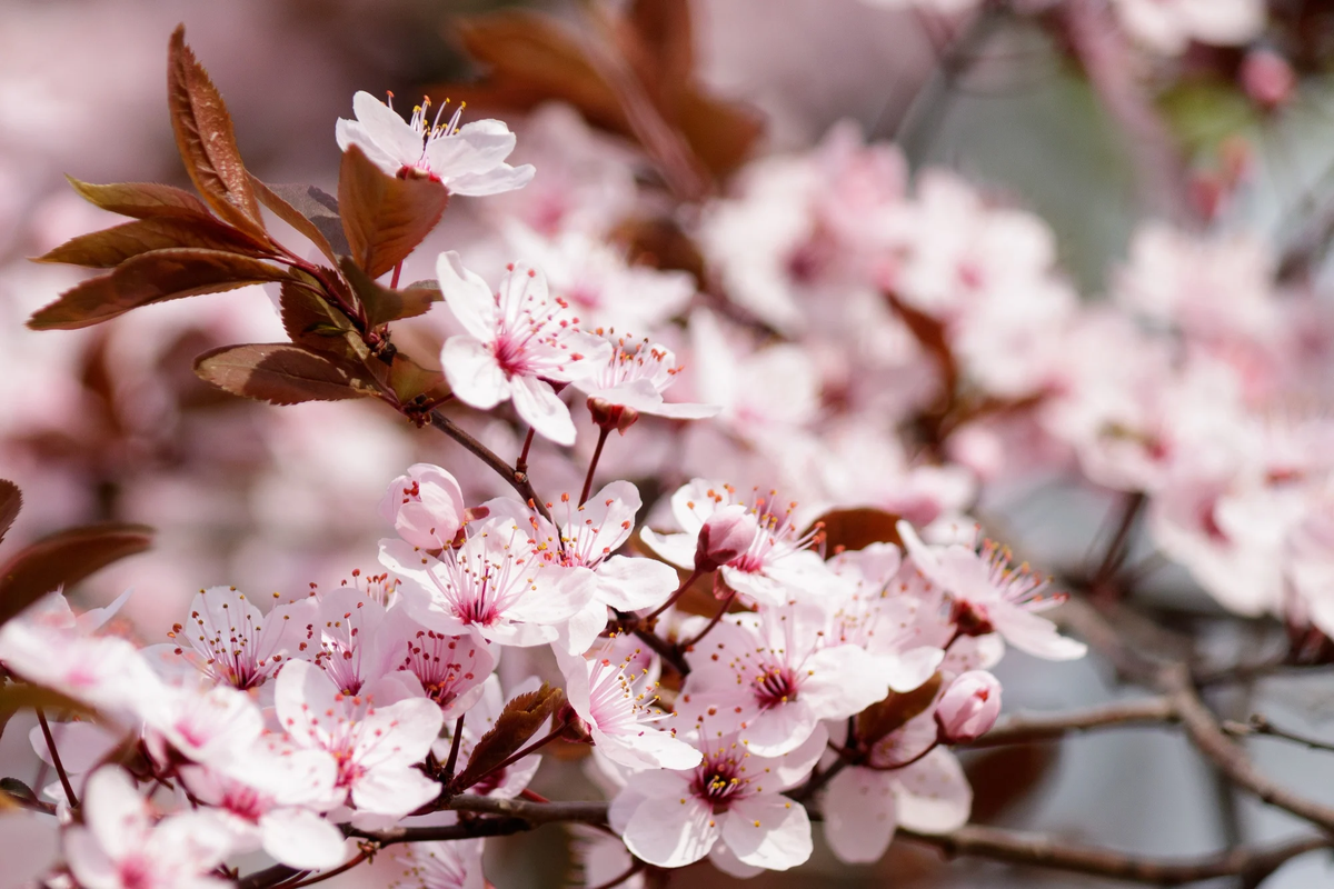 Así lucen las flores del cerezo. Imagen: Freepik Así lucen las flores del cerezo. Imagen: Freepik