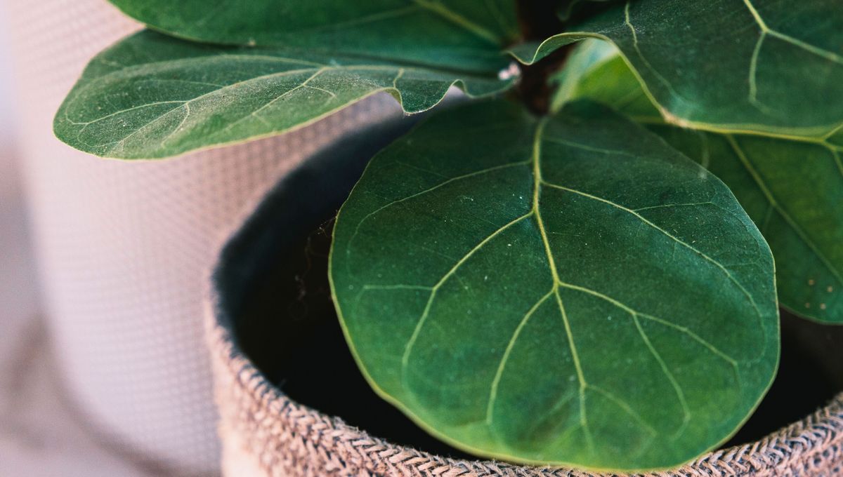 Puedes podar tus árboles de gomero para eliminar hojas secas y exceso de raíces Puedes podar tus árboles de gomero para eliminar hojas secas y exceso de raíces 