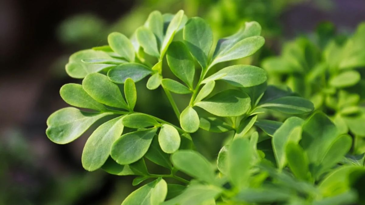 La ruda puede ser un efectivo repelente casero y económico. La ruda puede ser un efectivo repelente casero y económico. 