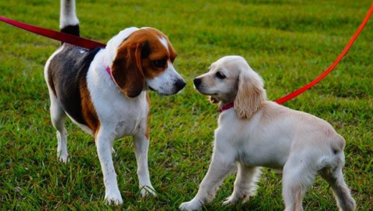 Qué significa que mi perro no mire a los ojos a otro perro