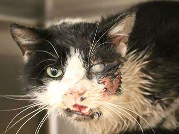 Como en Cementerio de mascotas: un gato zombie salió de su tumba y volvió a casa