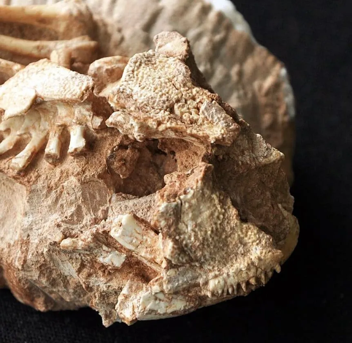 Los restos hallados en el Este de Mendoza. / gentileza Los restos hallados en el Este de Mendoza. / gentileza