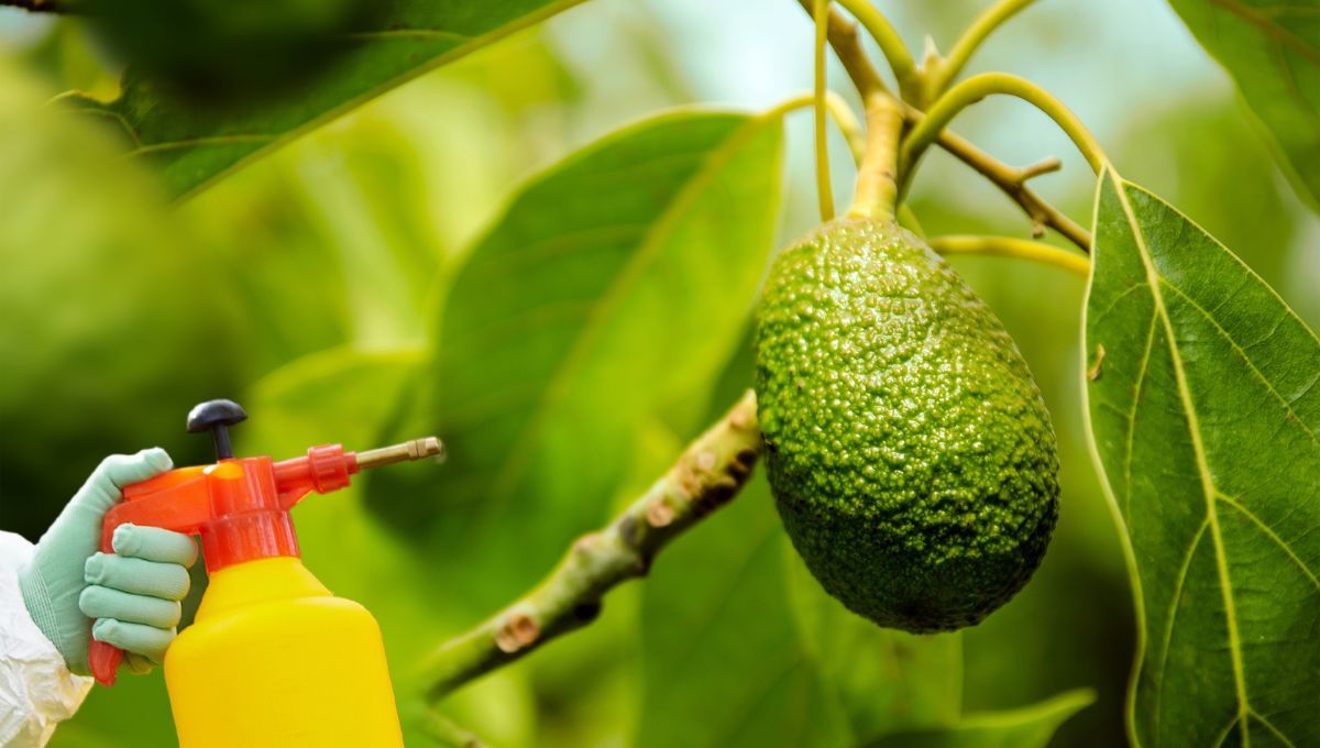 Insecticida natural para la planta de aguacates que se hace con un vegetal 