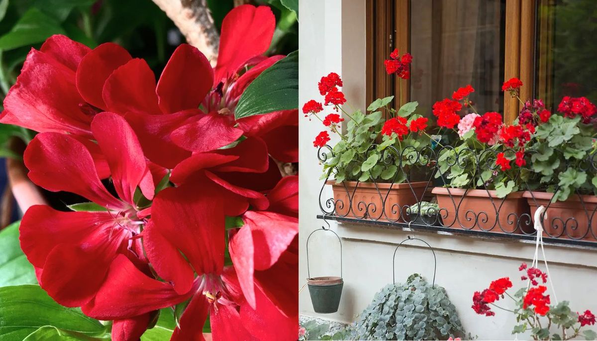 El pelargonium hortorum es muy popular en los jardines. Imagen: composición Diario Uno. El pelargonium hortorum es muy popular en los jardines. Imagen: composición Diario Uno.