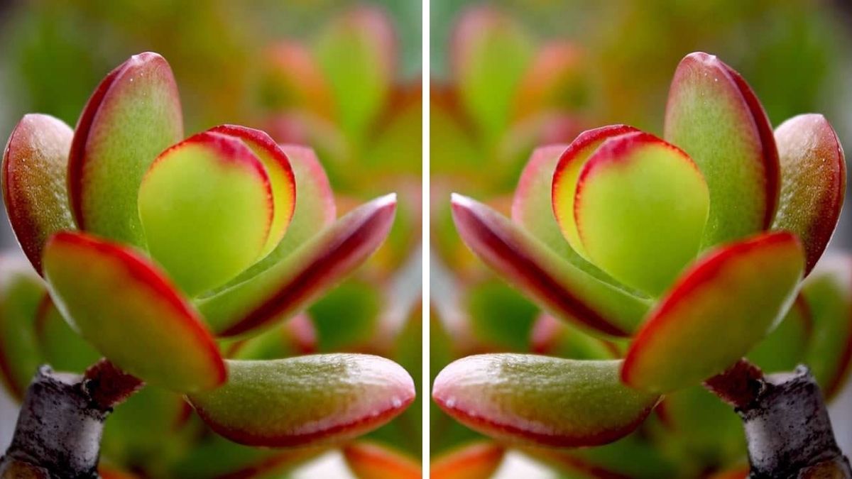 Consigue que tu árbol de Jade cambie de color con este truco de los jardineros