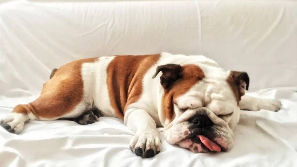 Cuál es la raza de perro más tranquila del mundo.