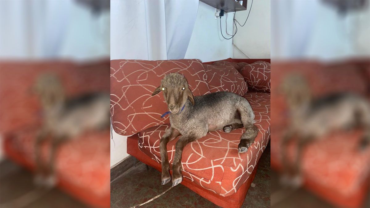 Chijido, la cordera de 6 meses que fue adoptada por una familia de Las Compuertas, donde era tratada como una mascota más.