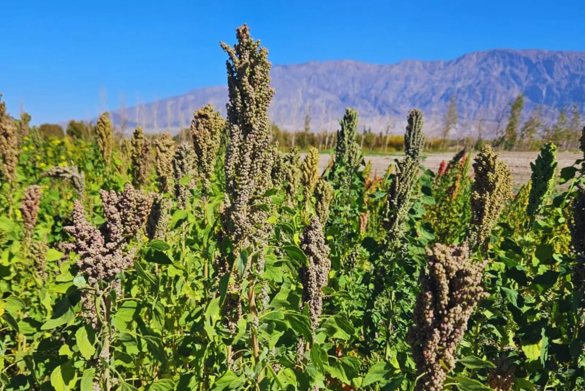 Las semillas de quinoa que viajarán en la misión espacial son obtenidas de cultivares de San Juan por técnicos del INTA