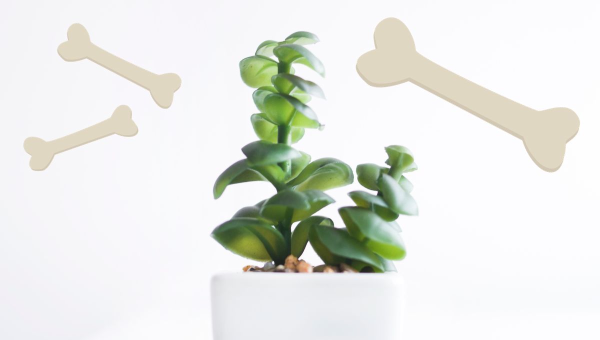 Cómo hacer un fertilizante para plantas con harina de huesos