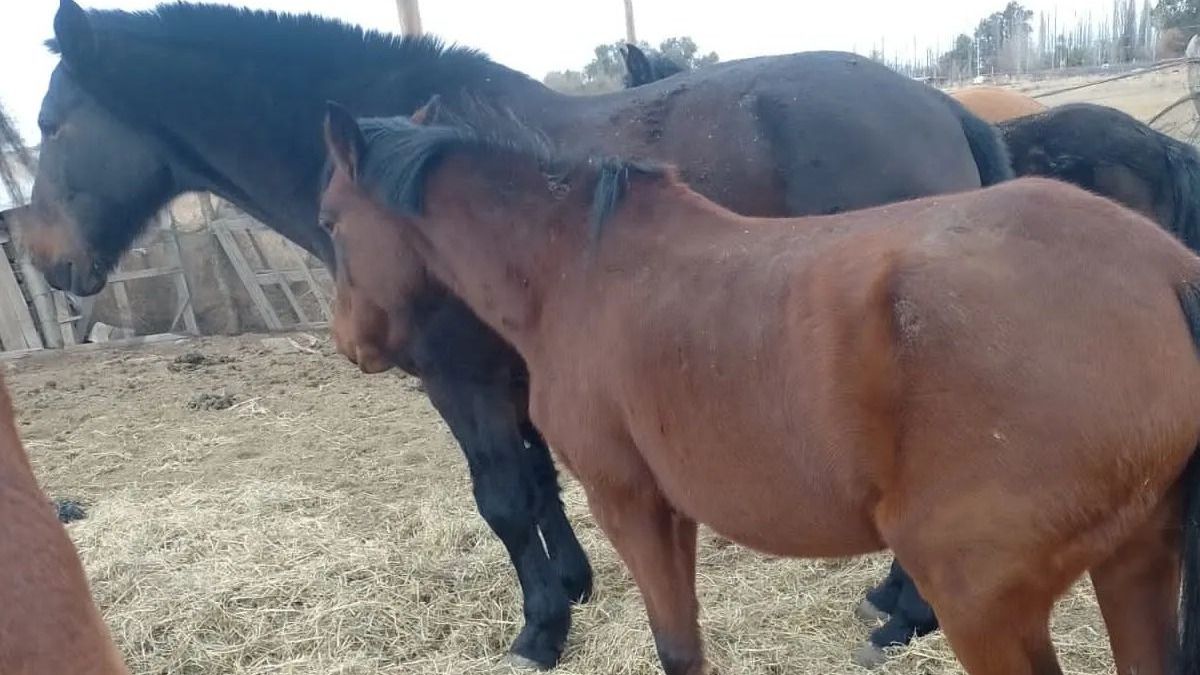 Dos caballos recientemente rescatados de una de las llamadas "fincas del horror".
