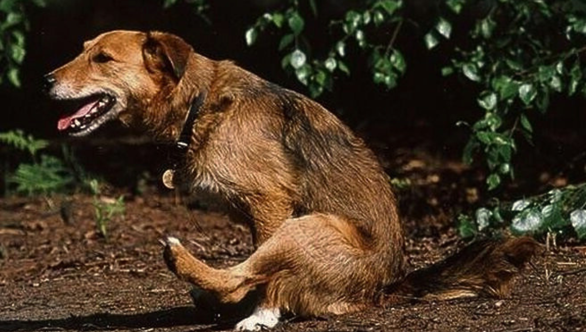 Qué significa que mi perro arrastre el trasero por el piso