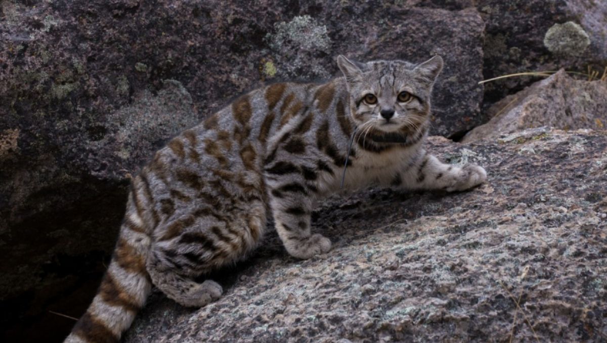 Dan con nuevos registros de gatos andinos en La Payunia. Imagen ilustrativa. 