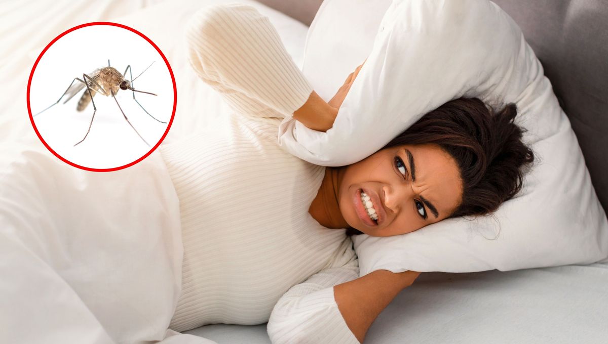 La explicación a por qué los mosquitos vuelan por tus orejas cuando duermes.&nbsp;