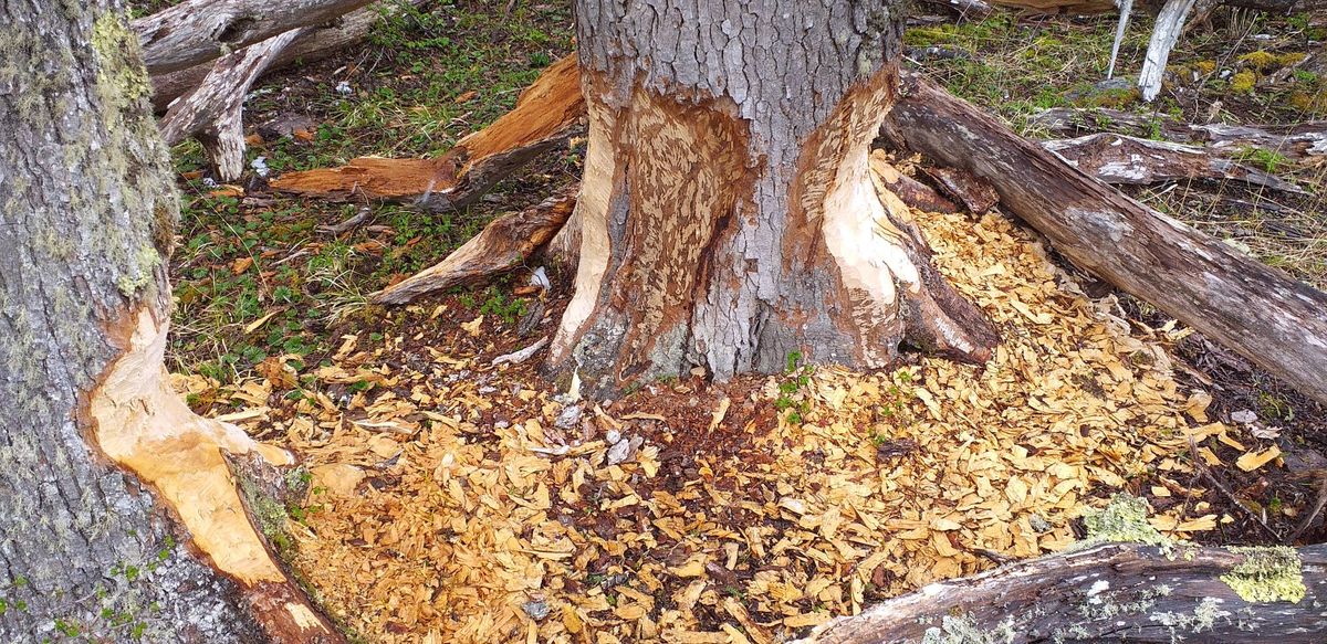 Argentina y Chile han unido sus esfuerzos para frenar el avance de esta plaga. Argentina y Chile han unido sus esfuerzos para frenar el avance de esta plaga.