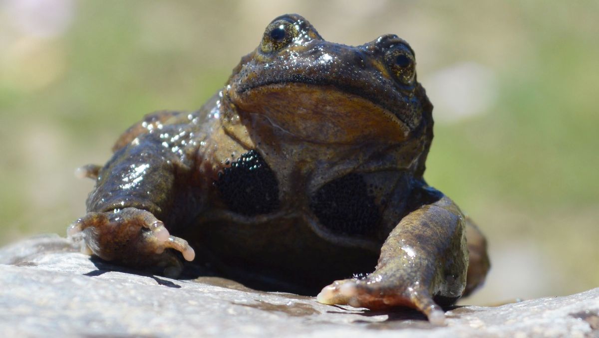 Biodiversidad: intensifican esfuerzos para salvar de la extinción a la ranita del Pehuenche
