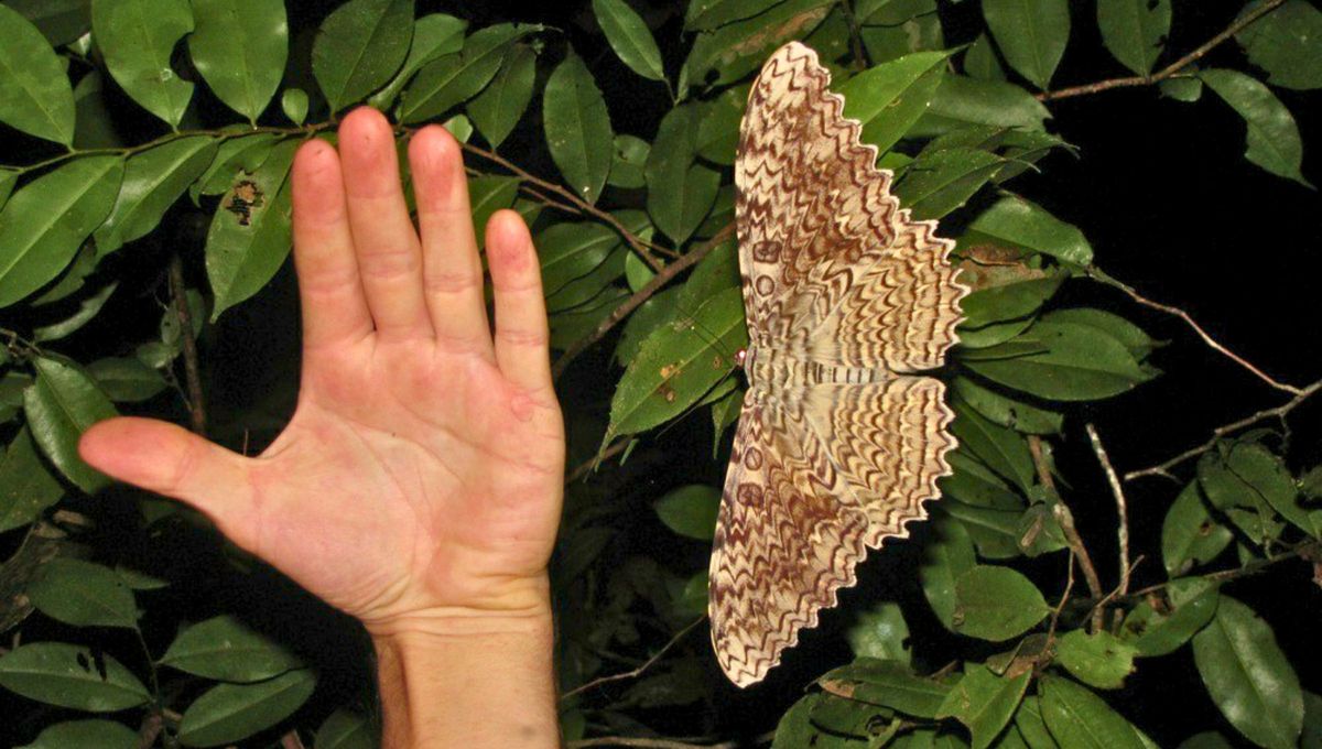 La mariposa emperador también elige, en muchas oportunidades, extender su viaje a entornos urbanos La mariposa emperador también elige, en muchas oportunidades, extender su viaje a entornos urbanos