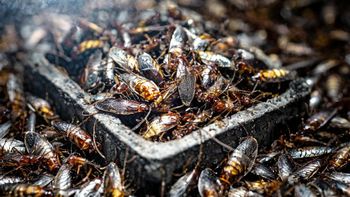 Dónde es mejor colocar las trampas de cucarachas para evitar que sean una plaga en casa Dónde es mejor colocar las trampas de cucarachas para evitar que sean una plaga en casa