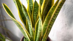 En estos espacios está prohibido tener una sansevieria.