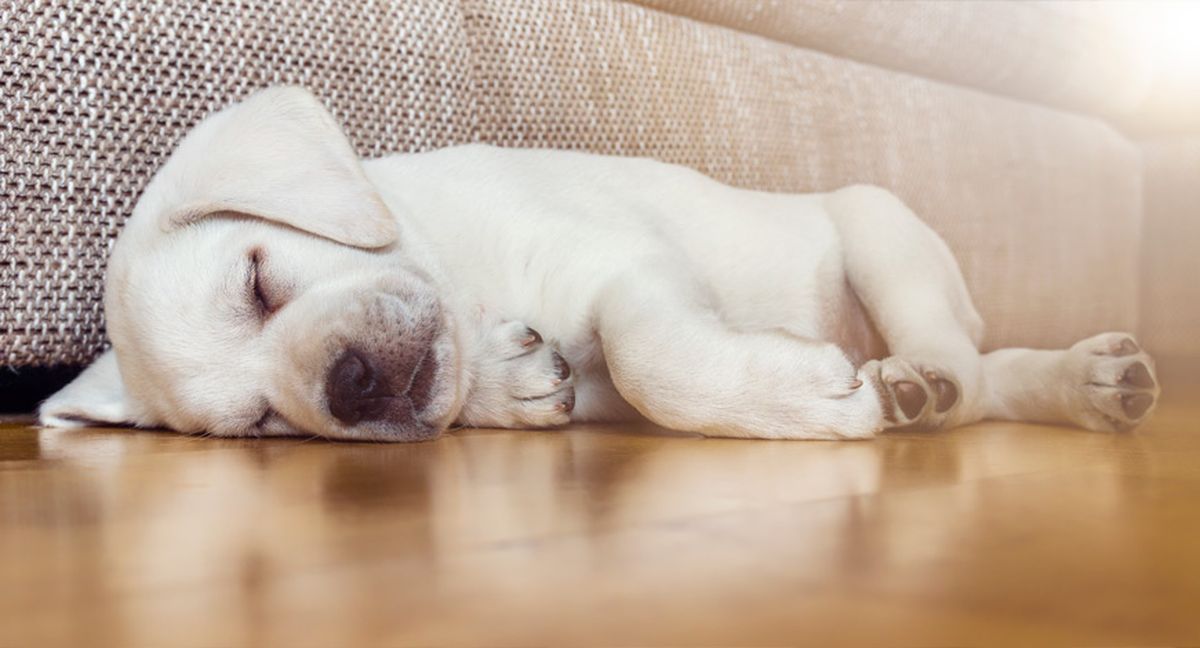 Qué significa mi perro tirita mientras duerme según la ciencia veterinaria