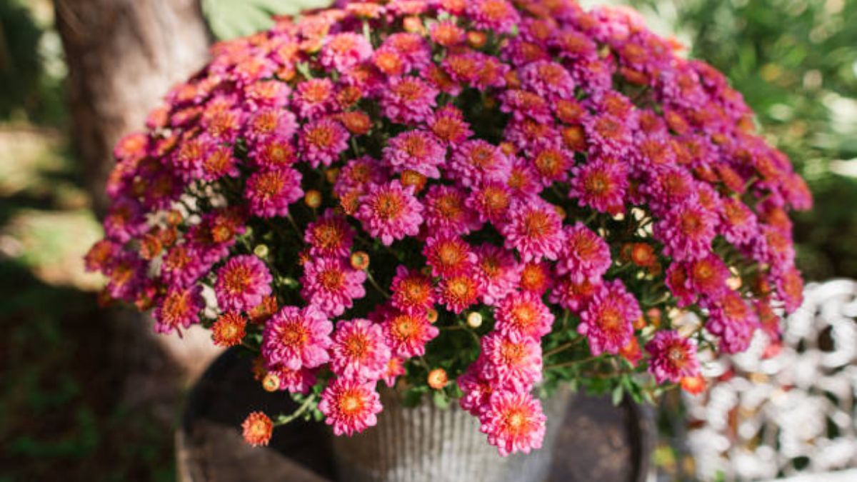 La hermosa planta que crece en maceta, no exige cuidados de jardinería y es un imán para la felicidad