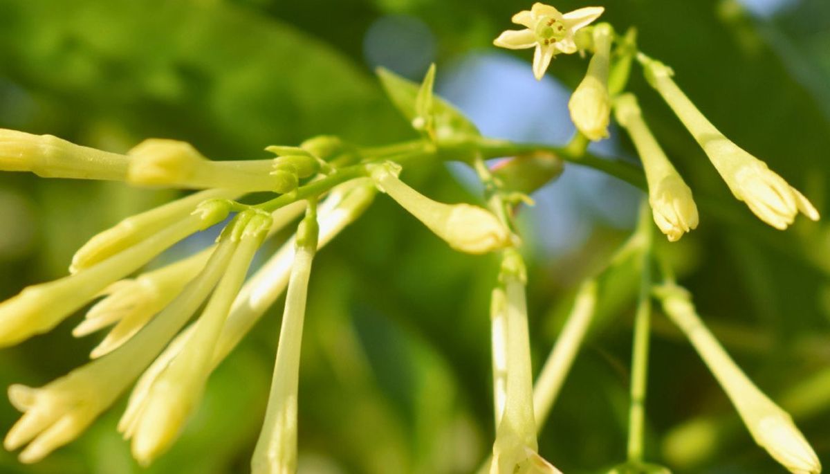 La planta arbustiva que se puede cultivar en maceta y fascina por su fragancia dulce