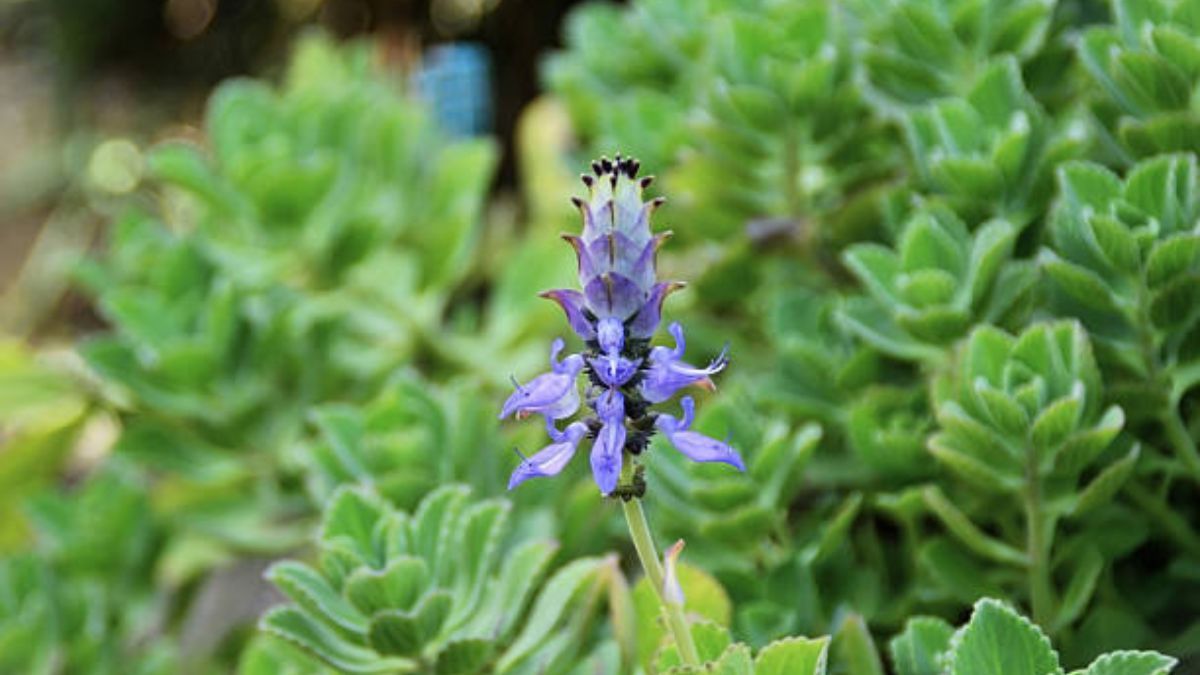Esta planta medicinal es un tesoro para el jardín.