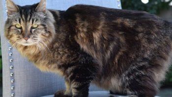 Corduroy, el gato más longevo con vida
