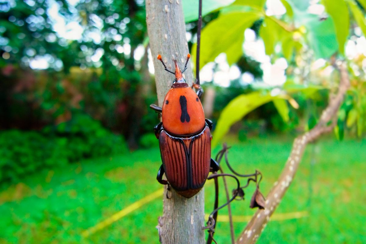 Silencioso y letal: el insecto que amenaza con convertirse en plaga dentro de Argentina Silencioso y letal: el insecto que amenaza con convertirse en plaga dentro de Argentina