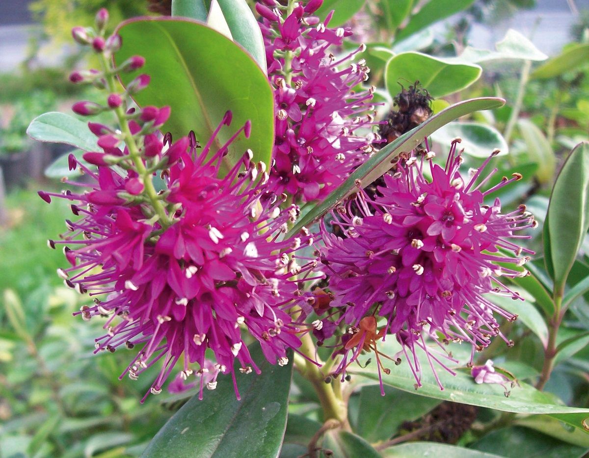 Cultiva esta planta si quieres tener flores y mariposas en tu jardín. Imagen: Freepik.
