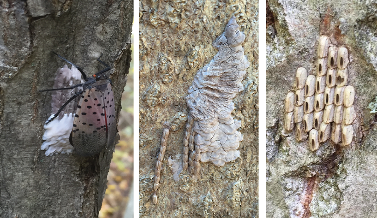 Plaga de mosca linterna moteada. Plaga de mosca linterna moteada.